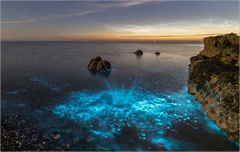  Is It Possible To Witness The Intricate Bioluminescence And Colonial Nature Of An Iredella?