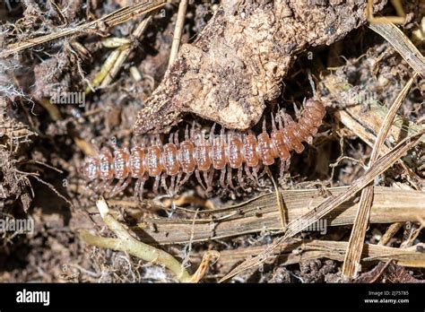  Log Millipede! A Creature That Eats Decaying Matter While Moving Slowly And Carefully