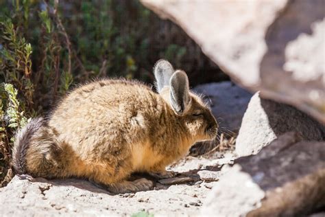  Viscacha!  A Bundle of Fur Sporting Remarkable Agility and an Unwavering Love for Rocky Habitats