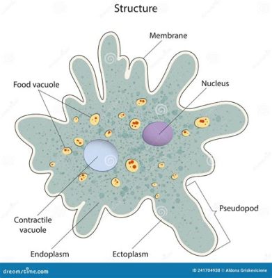  Amoeba! The Single-Celled Wonder That Moves Like a Tiny Blob