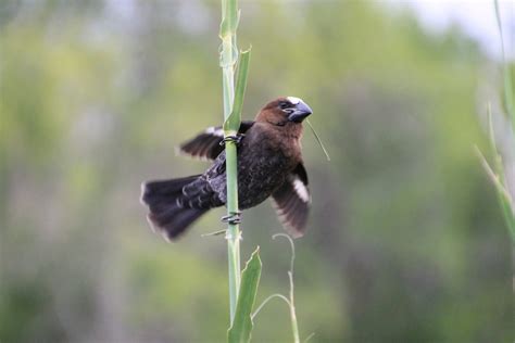  Chim Wren – Có Mũi Tính Toán Siêu Phàm Hay Chỉ Là Vô Duyên Chuyện Cổ Xưa?