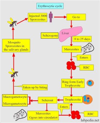  Falciparum - Tiny Terrorist Causing Feverish Nights!