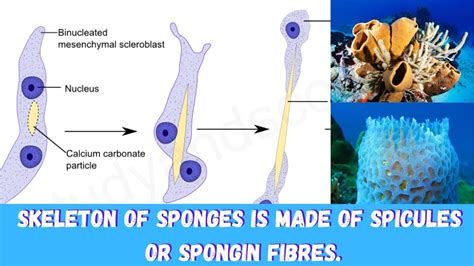  Fan Shell Sponge: A Curious Creature With a Skeleton Made of Spicules, But Wait - Where are Its Bones?