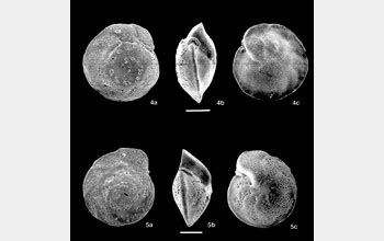  Foraminifera: Một Quái Vật Siêu Nhỏ Khám Phá Biển Sâu Và Bắt Mồi Bằng Những Chi Lúc Nào Cũng Thay Đổi