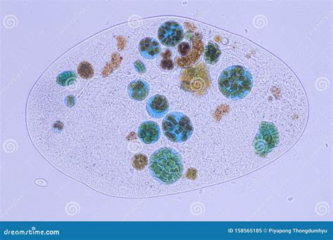  Frontonia: Một sinh vật đơn bào kỳ thú với cấu trúc cilia phức tạp và khả năng di chuyển linh hoạt!