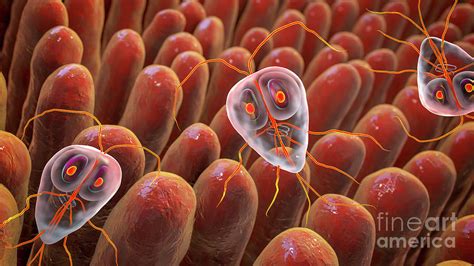  Giardia Lamblia: Một Gián Định Cổ Xưa Có Thể Nhanh Chóng Nhàn Rãi Trong Ruột của Bạn!