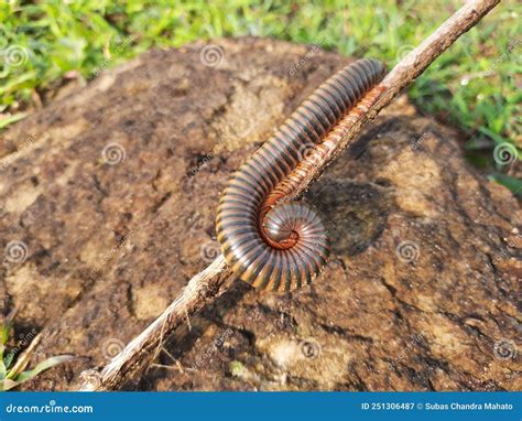  Hansenius! A Curious Millipede Known for Its Many Legs and Remarkable Defensive Mechanisms