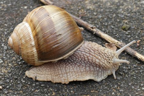  Helix Pomatia: A Delectable Delight Hiding Behind A Whorled Shell - Explore Its Mysterious World!