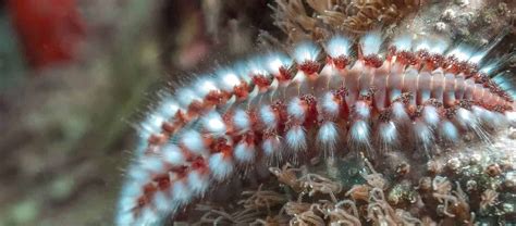  Ikedosoma! These Bizarre Bristle Worms Are Masters Of Camouflage