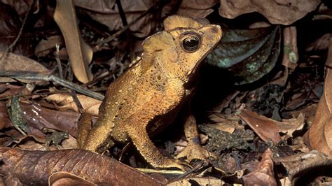  Japanese Toad:  A Master of Disguise Embracing the Muddy Secrets of Asia