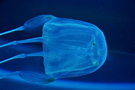  Jellyfish! These Colorful Cnidarians Exhibit Exquisite Elegance and Deadly Venom