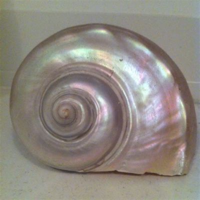  Juno Snail: Unveiling the Enigmatic Shell-Bearer with Pearlescent Sheen!