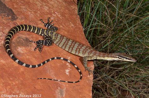  Kimberley Rock Monitor Là Loài Thằn Lằn Khổng Lồ Cực Kì Hoạt Động Và Sở Hữu Một Vẻ Ngoại Hình Rất Phong Cách