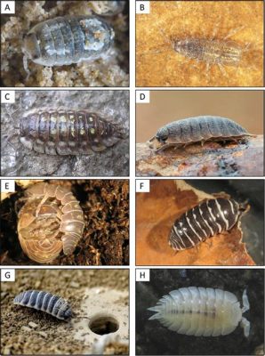  Littorina! This Tiny Terrestrial Isopod Possesses Remarkable Adaptability And Thrives In Diverse Environments