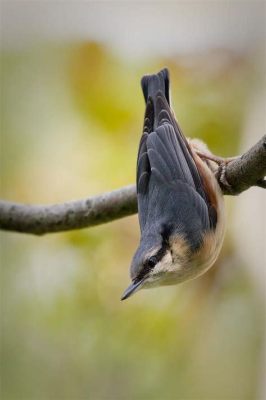  Nuthatch! A Tiny Avian Architect with an Impressive Upside-Down Acrobatic Routine