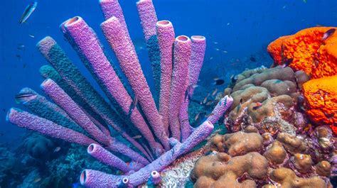  Plumose Anellid! A Colorful Sponge Living Deep Beneath the Ocean Waves