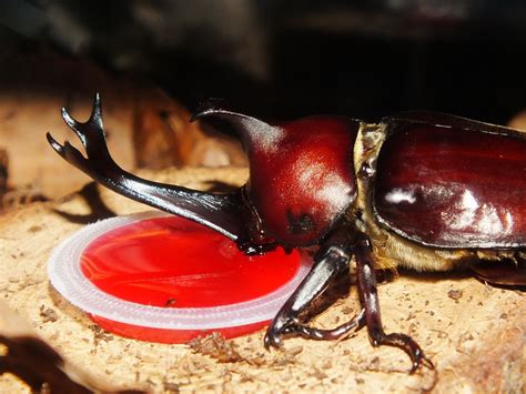  Rhinoceros Beetle: Một Vị Đại Sứ Của Mùa Hè Và Chuyển Động Xoắn Tính Toán Cao!