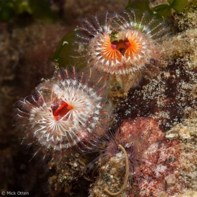  Rinchonella, A Curious Tube-Dwelling Worm With Unusual Feeding Habits! 