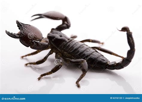  Scorpion! An Eight-Legged Master of Venom and Desert Survival