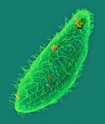  Tetrahymena: Một Ciliophora Vô Cùng Tinh Nghịch Với Dáng Hình Bánh Xe Xíu Xíu