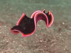  Udonella! This Free-Living Flatworm Resembles a Tiny Underwater Ribbon Dancing Gracefully in the Depths