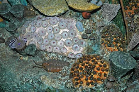  Uniform Sea Pansy: A Beautiful Creature Exhibiting Both Solitary and Colonial Behaviors!