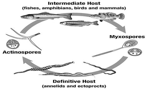  Unistrigia: A Tiny Parasite With a Massive Impact On Fish Populations!