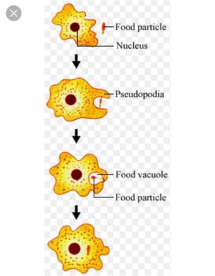  Wedlia:  The Mighty Amoeboid Warrior With Exquisite Feeding Habits!