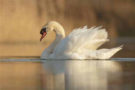  Whooper Swan: A Majestic Water Bird With Graceful Neck Lines And Powerful Wings!